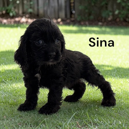 puppy, for, sale, Cocker Spaniel, Joe & Cherri  Overlease, dog, breeder, Miller, MO, dog-breeder, puppy-for-sale, forsale, nearby, find, puppyfind, locator, puppylocator, aca